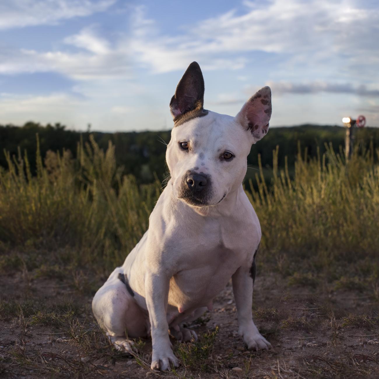 White dog in field with head tilted