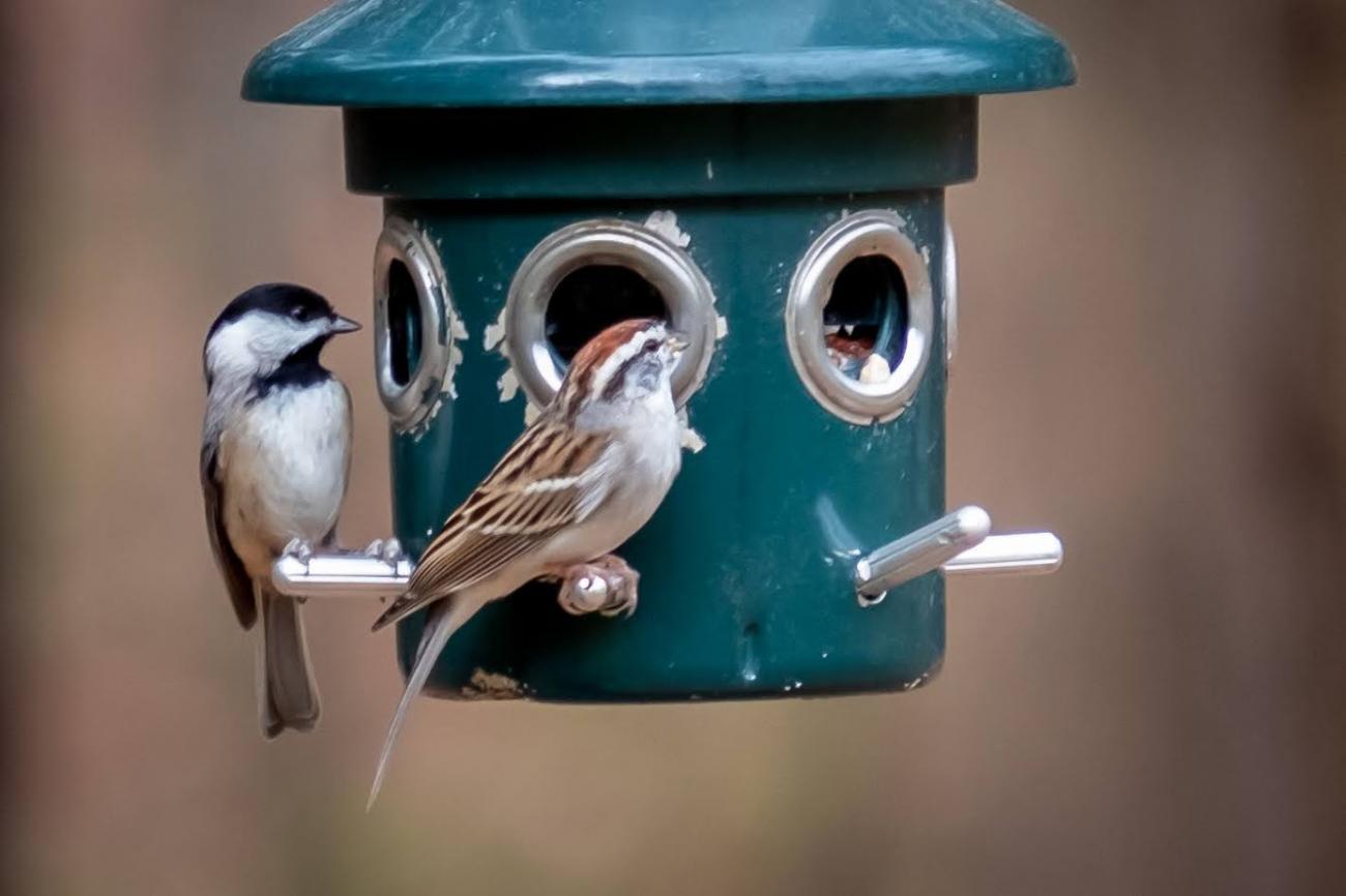 two birds perch on bird feeder
