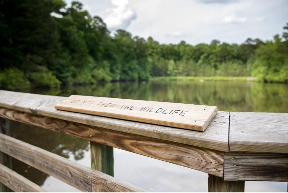 View of the pond from the wooden pond boardwalk