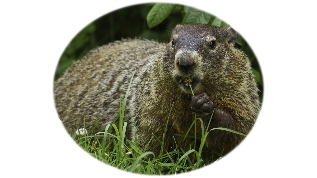 Groundhog sitting in the grass looking at camera showing teeth