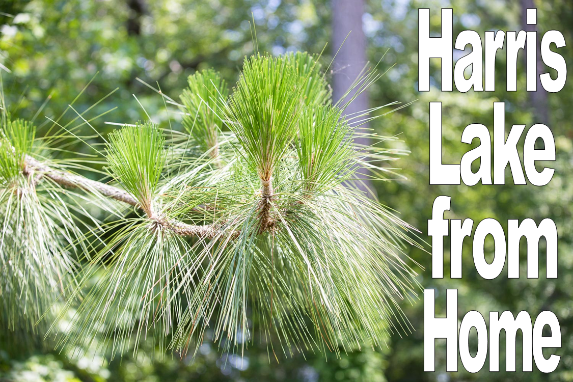 Harris Lake From Home banner featuring Longleaf Pine branches