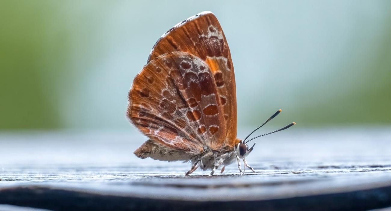 orange and white butterfly rests on wood post on a rainy day