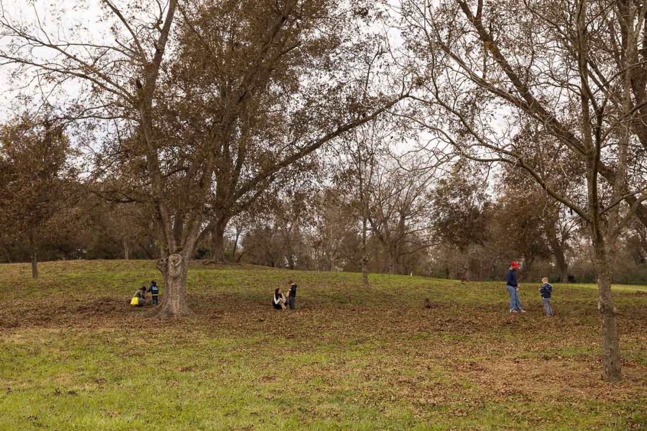people picking pecans in the fall in Oak View's pecan grove