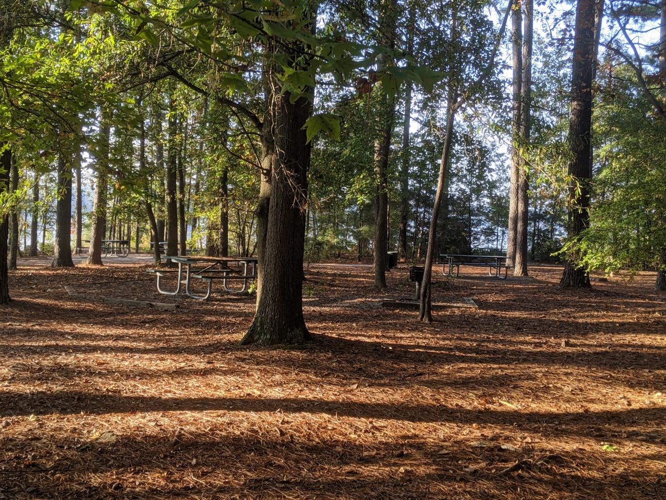 View of the individual picnic area showing picnic tables and associated grills