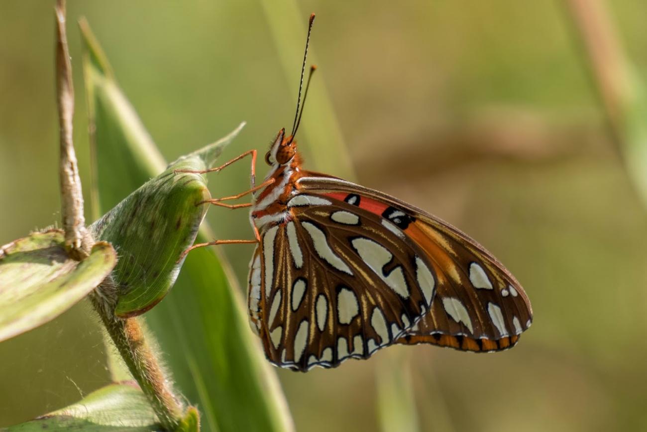 orange and white butterfly sits on plant