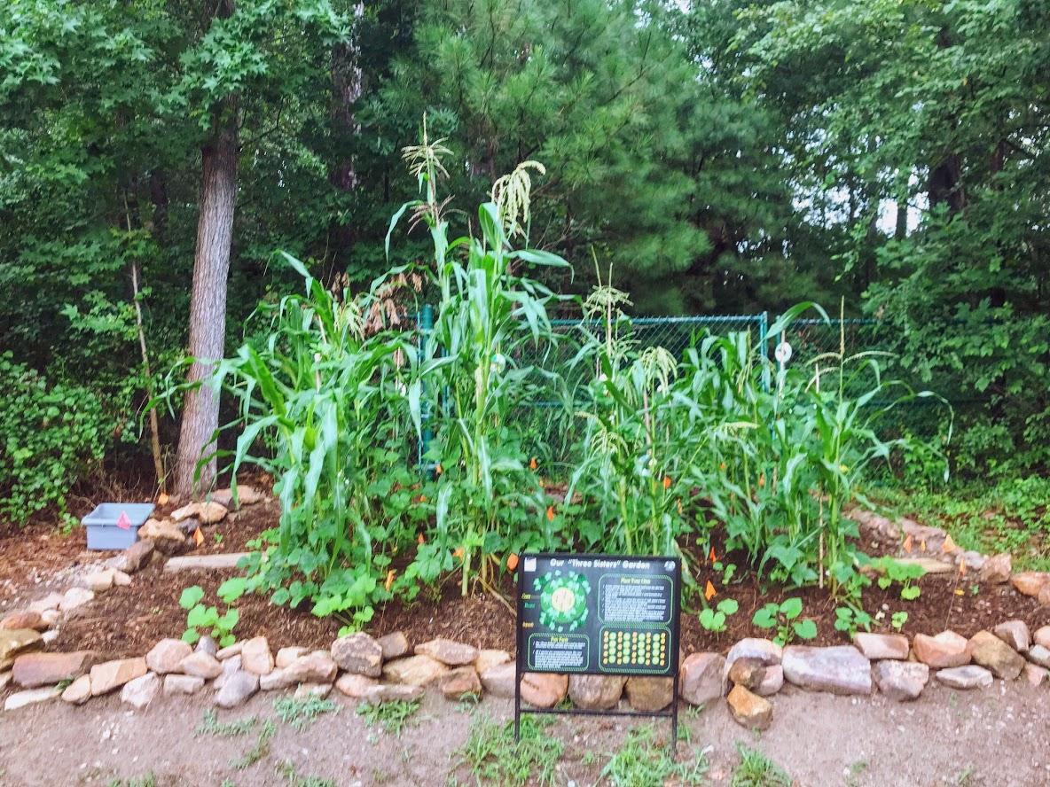 tall green cornstalks grown in garden bed surrounded by rocks with trees in the background
