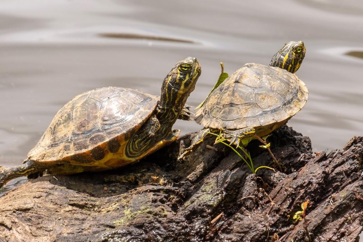 Two baby slider turtles lay on rocks down in the stream
