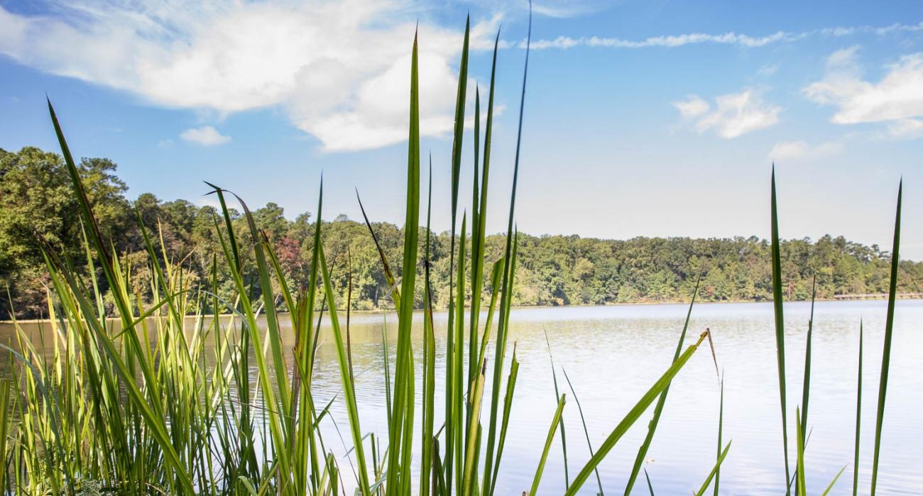 pond with light blue sky with puffy white clouds and green reeds in front and trees around ponds edge