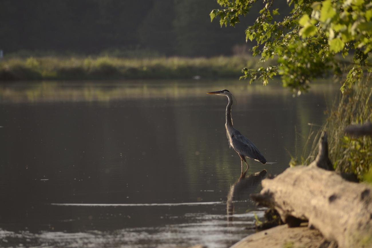 Blue Heron near lake shore