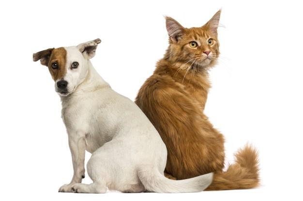 Cat and dog sitting next to each other