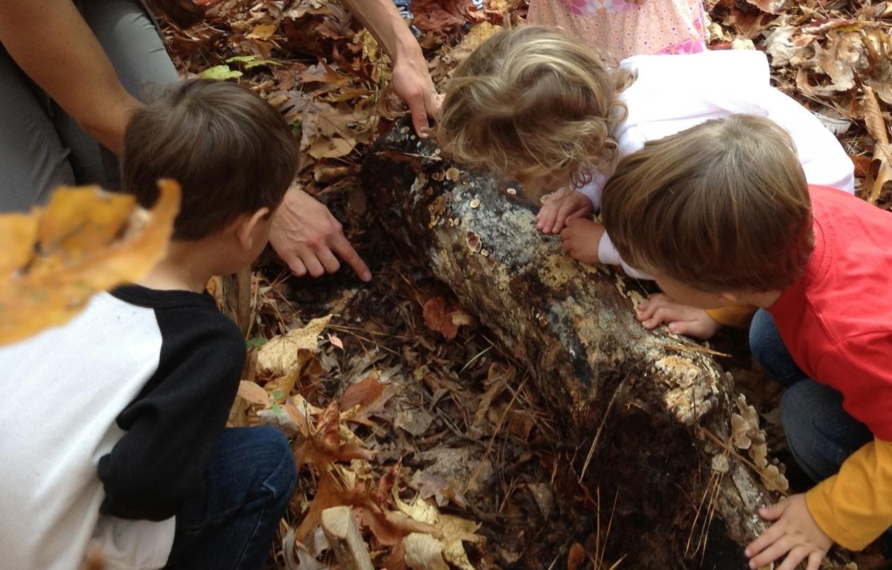 Kids looking for small living things under a rotten log