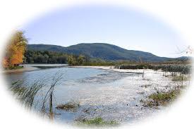 A pond with green shrubs around it.