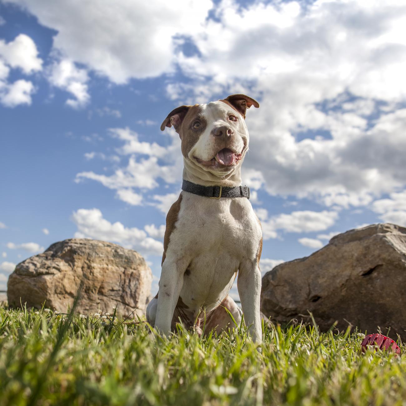 Dog sitting in field