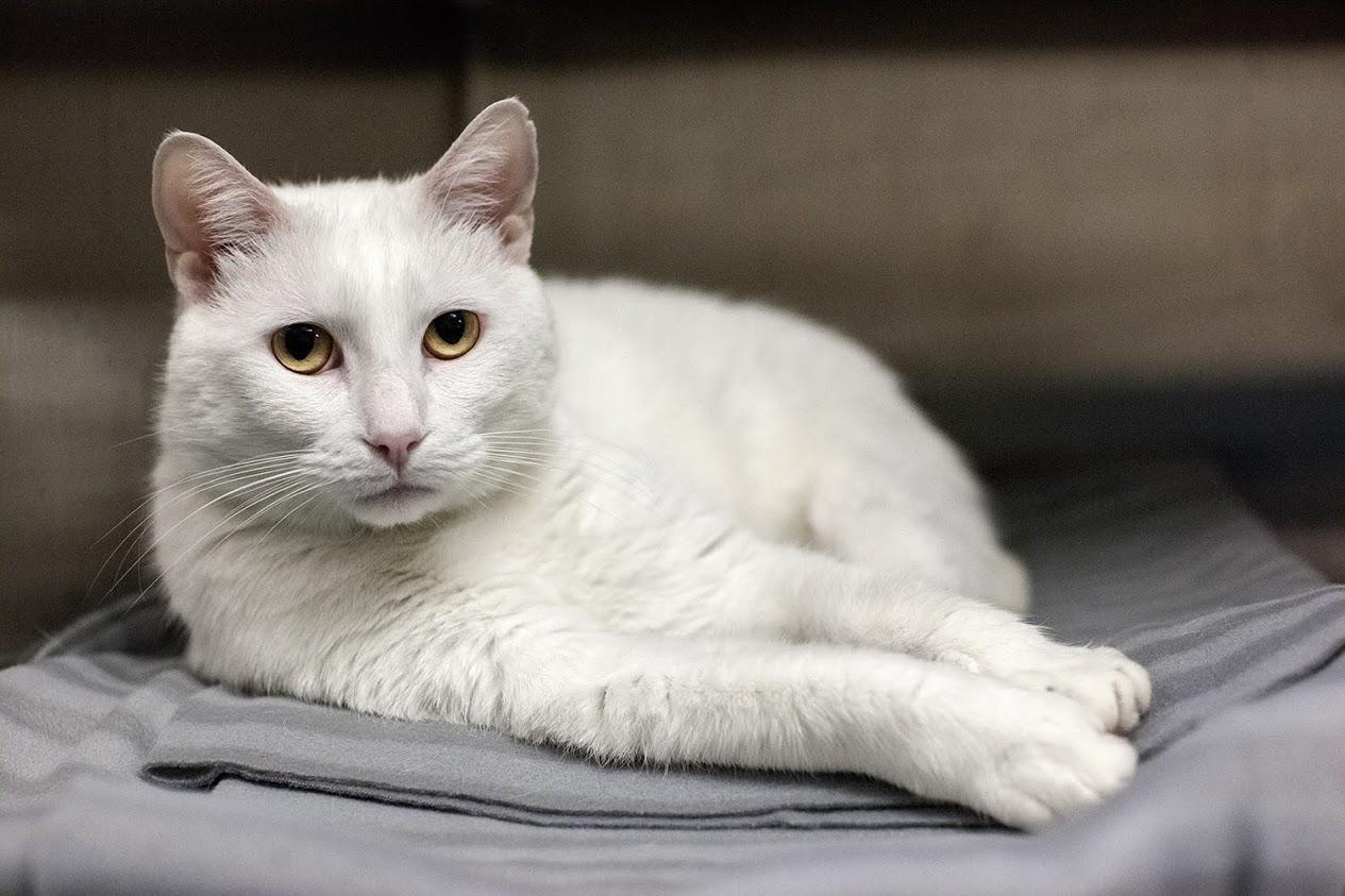 White cat laying down