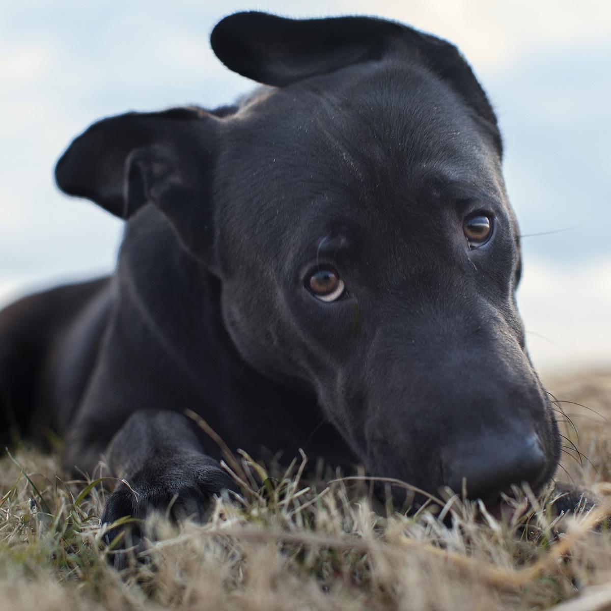 Black dog laying in field