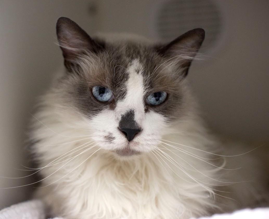 Long haired cat