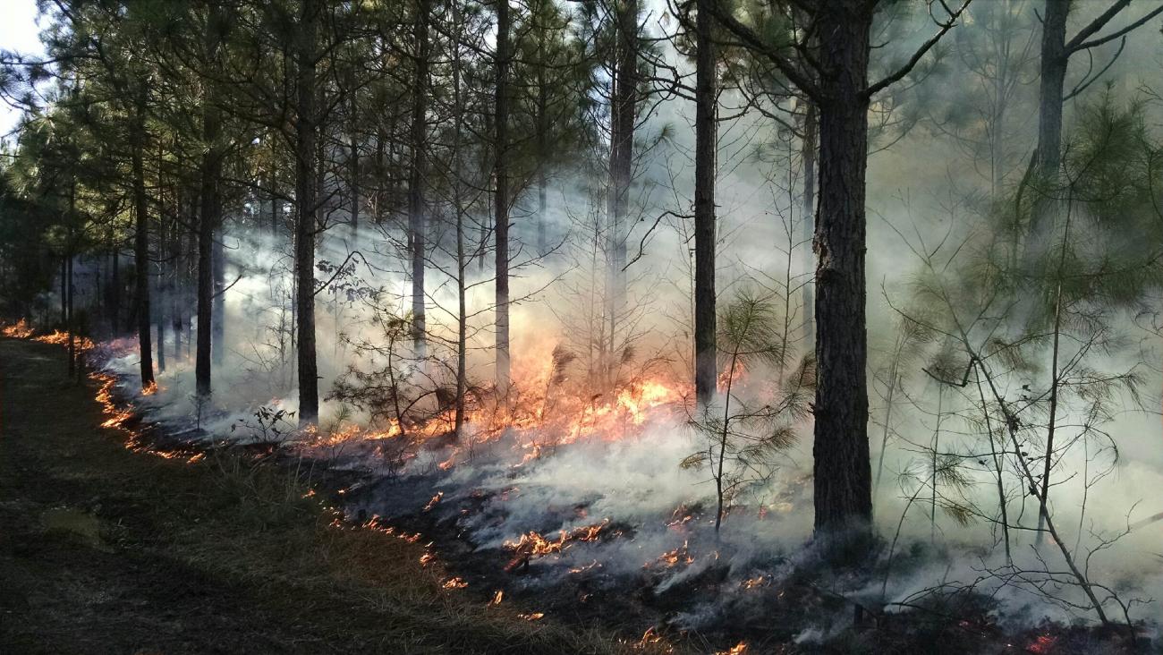 Photo of a prescribed burn in the Longleaf area in 2016