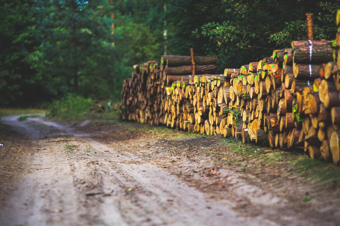 Logs outside