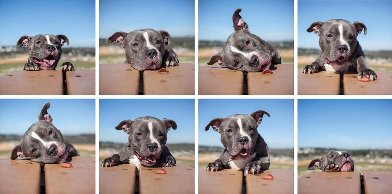 Dog trying to get a treat