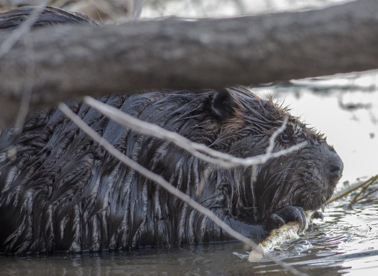 Photo of a beaver chewing on a stick at Harris Lake County Park