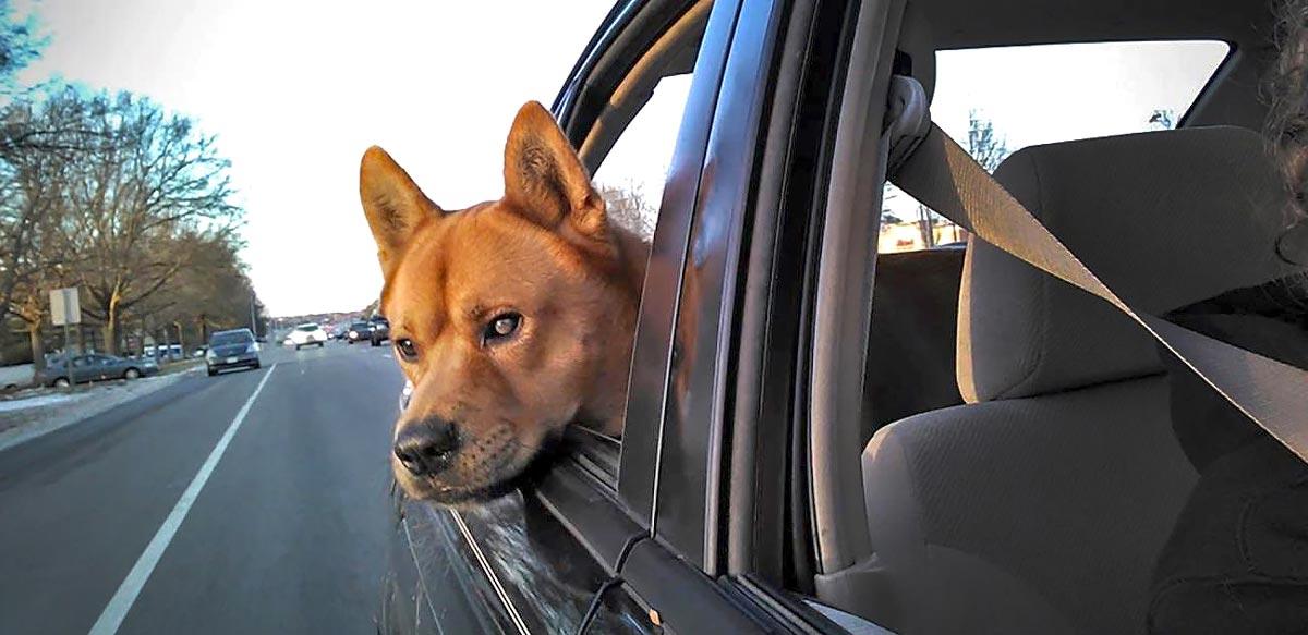 Dog riding in car