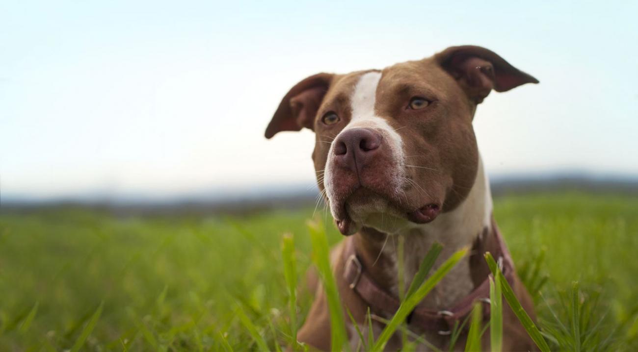 Dog sitting in the grass
