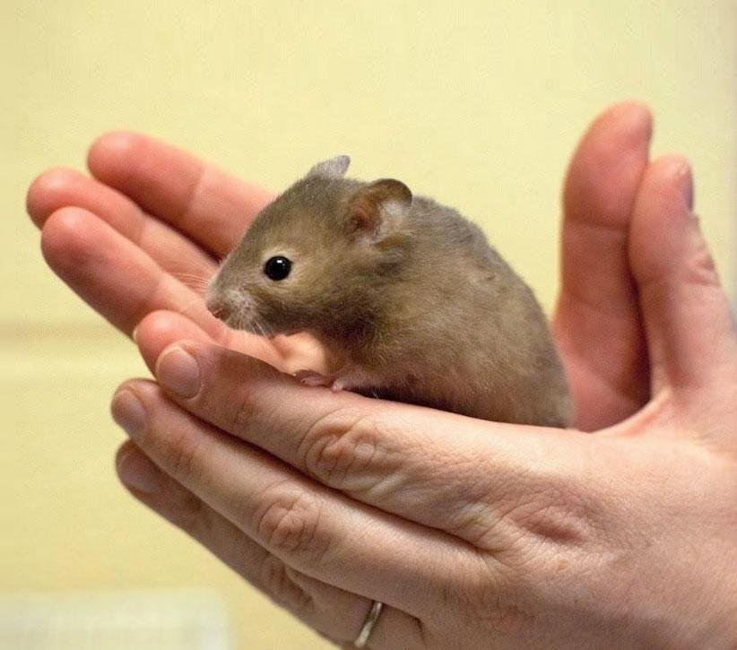 Person holding a mouse