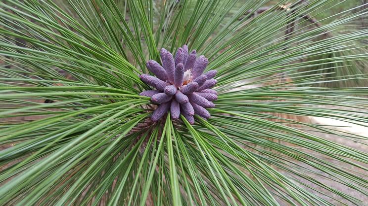 Photo of a branch of a Longleaf Pine at Harris Lake County Park