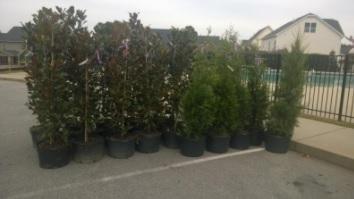 South Wake Landfill Citizens Committee Tree Planting Program