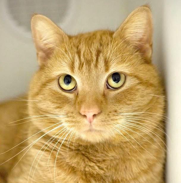 Orange cat in cubby