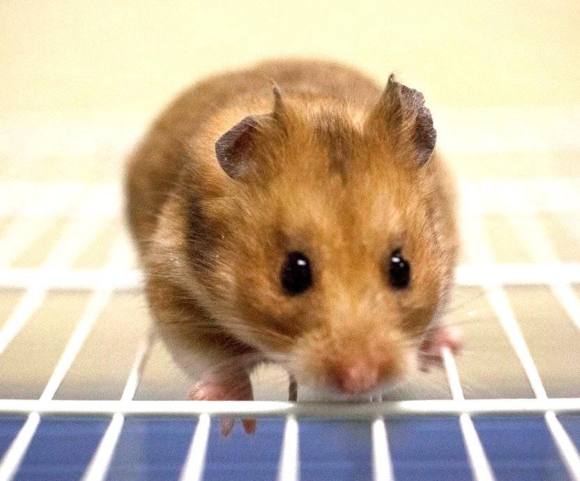 hamster