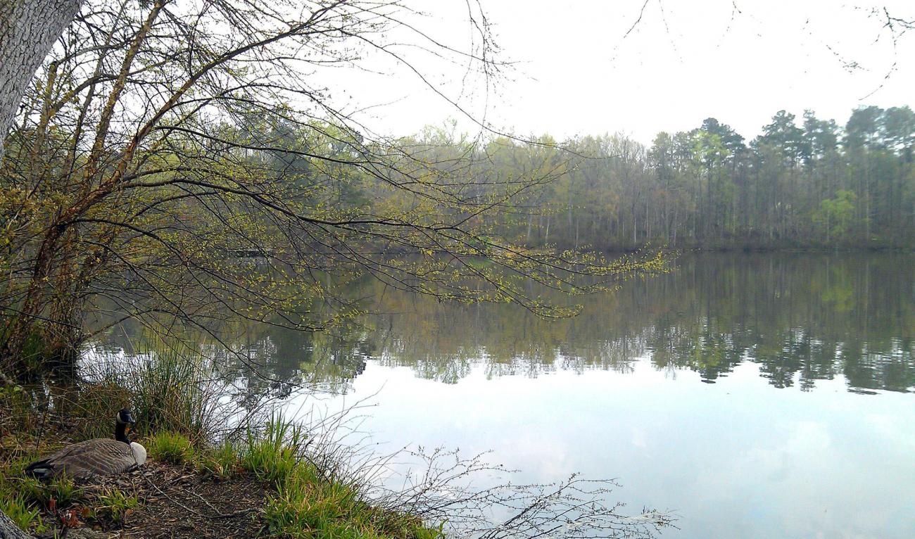 Yates Mill Pond with Goose in Spring