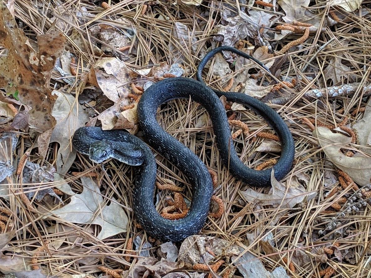 Photo of a black rat snake at Harris Lake County Park