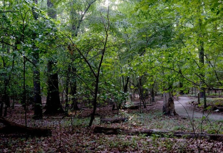 Lake Crabtree's Old Beech Nature Trail