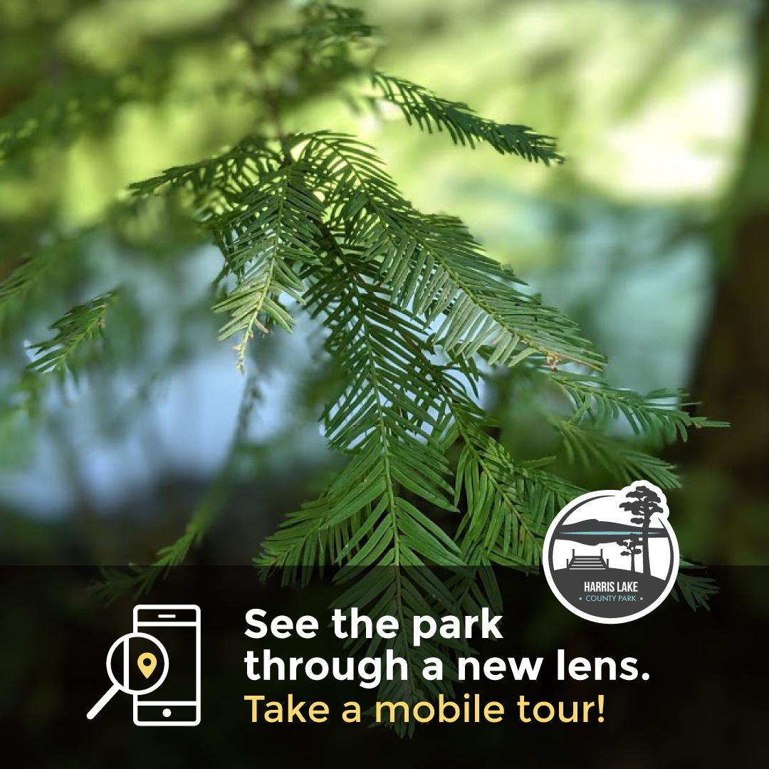 Graphic for the Cypress Tree Trail mobile tour