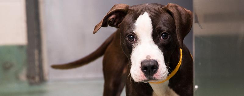 Pit bull terrier raises an ear as it looks into the camera.