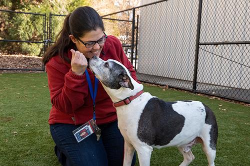 Dr. Jennifer Federico kneels to offer a treat to an expectant dog at the Animal Center