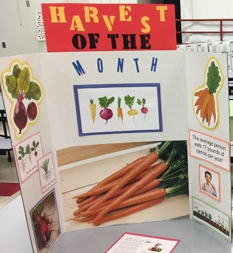 A trifold display board with text, "harvest of the month" and images of rooted vegetable.