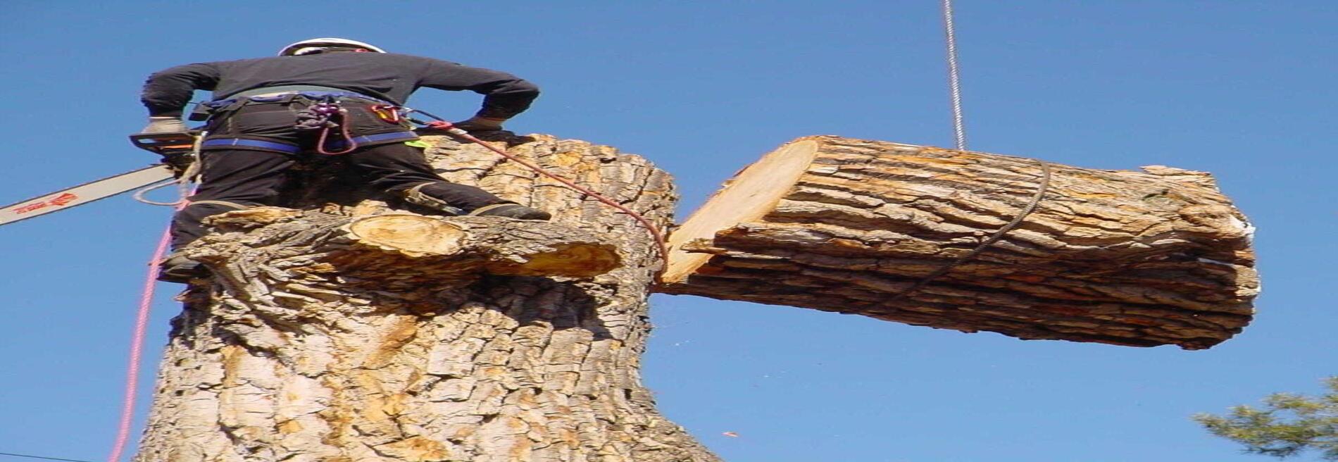 A A-1 Hoskins Tree Service