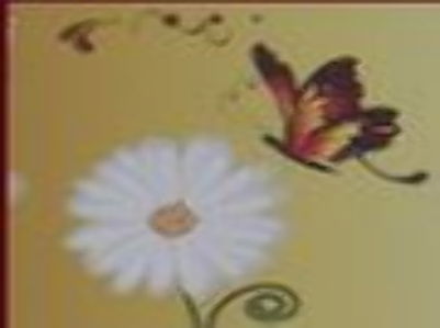 A Daisy A Day Flowers & Gifts