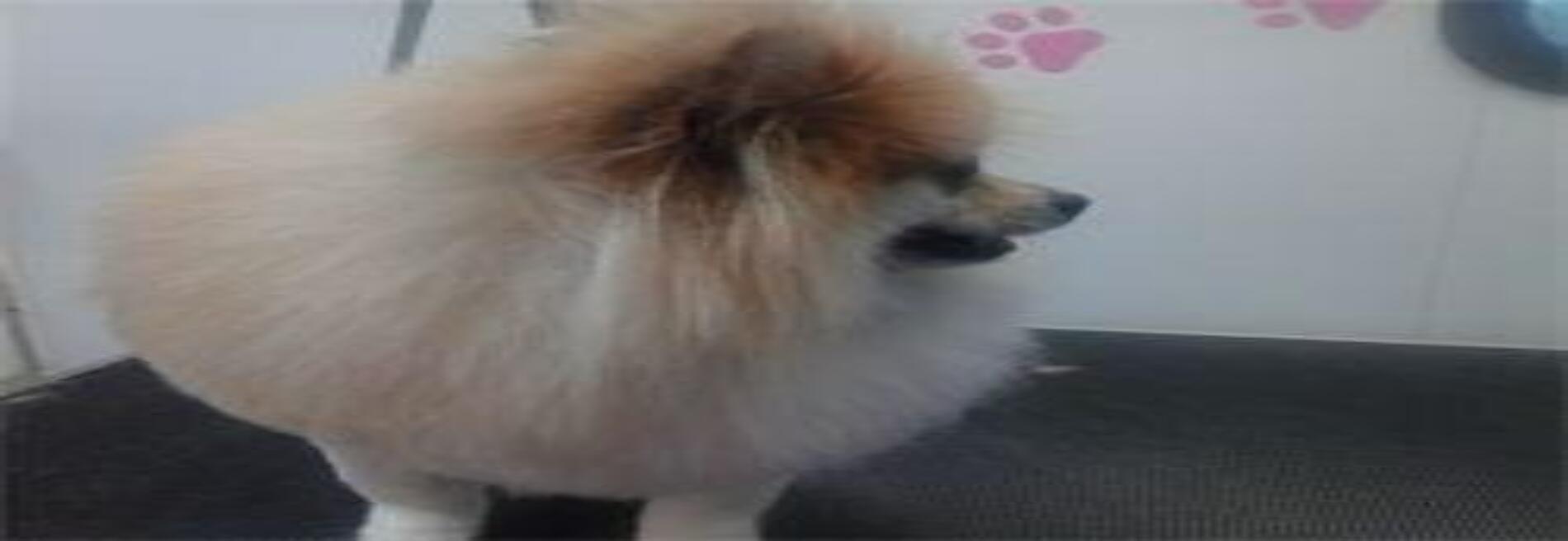 A Divine Canine Mobile Pet Grooming