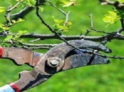 A & J Tree Specialist