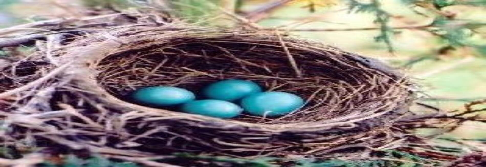 A Robin's Nest of Antiques & Treasures