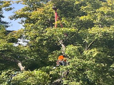 A+ Tree Service