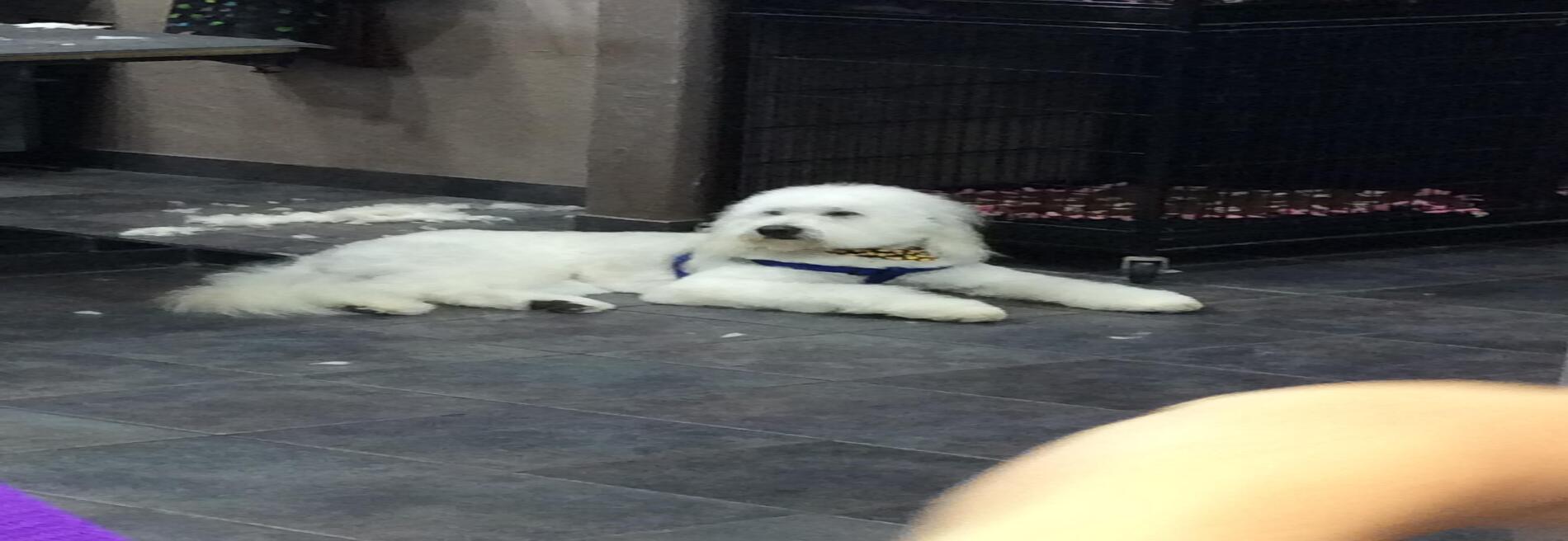 A Yuppy Puppy
