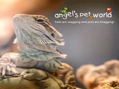 Angel's Pet World
