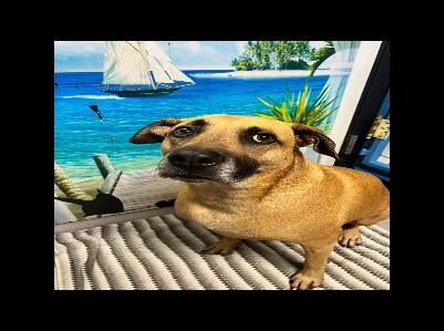 Club ULD - U Lucky Dog Daycare
