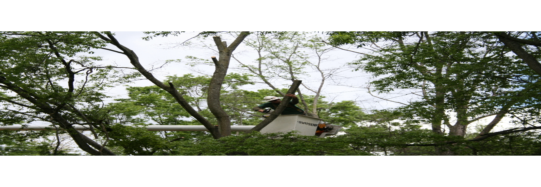 D & D Tree Services