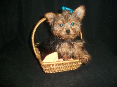 D & G's Petite Pups