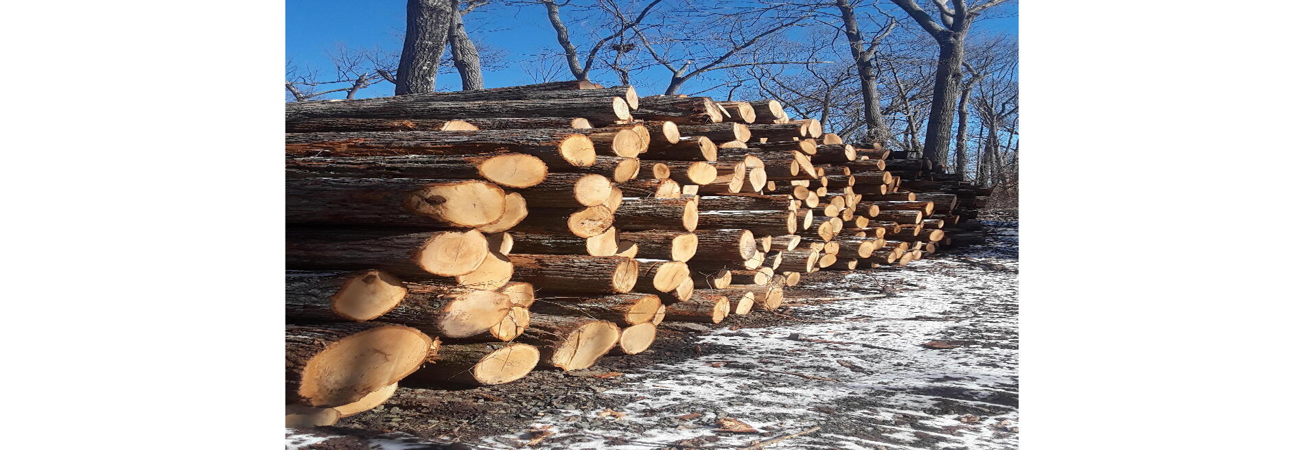 D M L landclearing and logging